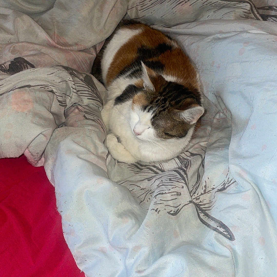 Perle a rejoint le concours — aidez-le/la à gagner de superbes lots ! abyssinian, animal, bed, bedroom, blanket, cat, couch, cushion, furniture, homedecor, indoors, kitten, laundry, linen, manx, person, pet, quilt, room, sleeping