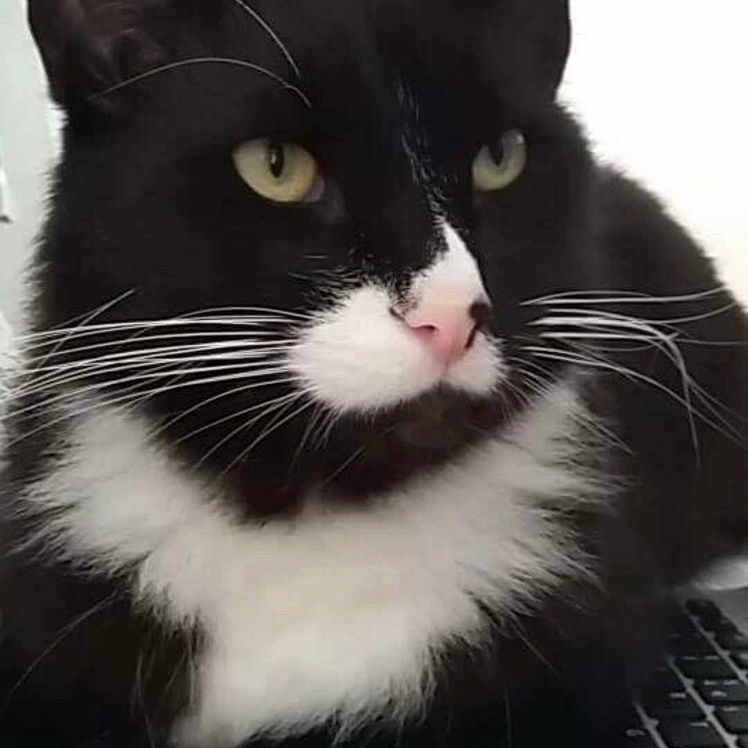 Roley joined the competition — help win amazing prizes! aegean_cat, black_and_white, black_cat, cat, cat_like_mammal, domestic_short_haired_cat, european_shorthair, fur, kitten, small_to_medium_sized_cats, snout, whiskers