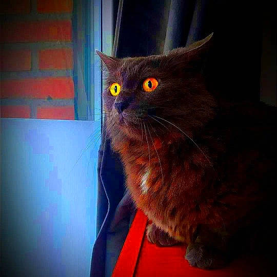 Akito participe au concours pour gagner de l'argent avec cette photo : black_cat, carnivore, cat, claw, comfort, domestic_short_haired_cat, door, electric_blue, fawn, felidae, fur, grey, room, small_to_medium_sized_cats, snout, tail, terrestrial_animal, tints_and_shades, whiskers, window