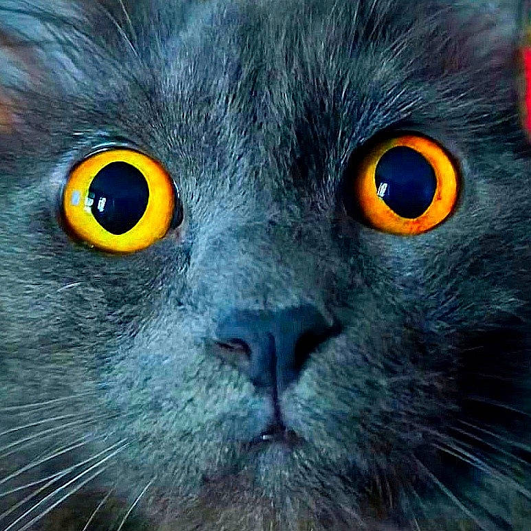 Akito participe au concours pour gagner de l'argent avec cette photo : black_cat, carnivore, cat, close_up, domestic_short_haired_cat, electric_blue, felidae, fur, grey, iris, mammal, organism, small_to_medium_sized_cats, snout, terrestrial_animal, vertebrate, whiskers