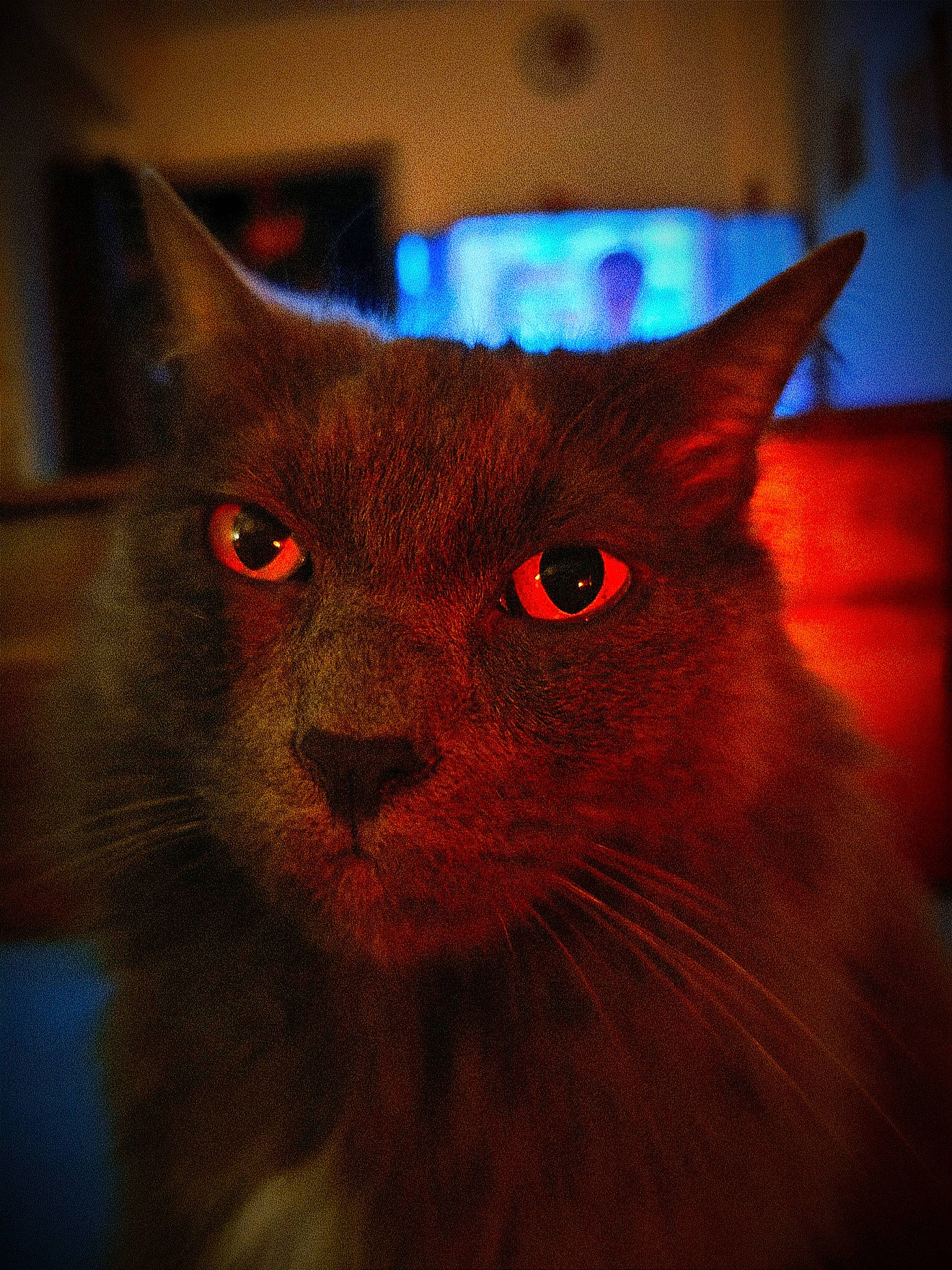 Akito a rejoint le concours — aidez-le/la à gagner de superbes lots ! art, black_cat, carnivore, cat, close_up, domestic_short_haired_cat, electric_blue, felidae, fur, iris, small_to_medium_sized_cats, snout, tail, terrestrial_animal, whiskers, window