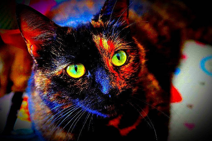 Tyaka participe au concours pour gagner de l'argent avec cette photo : art, carnivore, cat, close_up, darkness, domestic_short_haired_cat, ear, electric_blue, eye, felidae, fur, head, human_body, macro_photography, sky, small_to_medium_sized_cats, snout, tree, whiskers, window