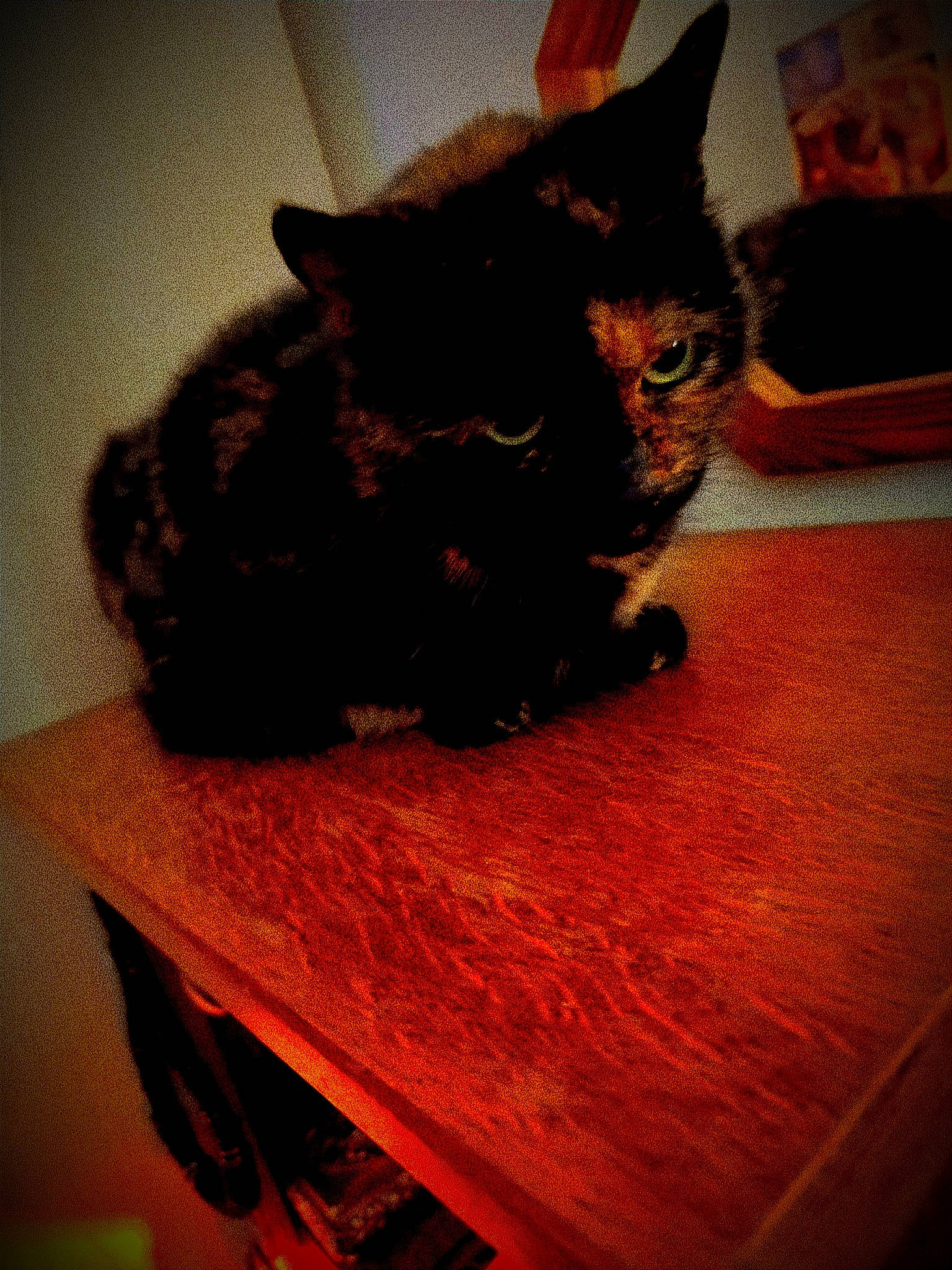 Tyaka participe au concours pour gagner de l'argent avec cette photo : black_cat, carnivore, cat, claw, comfort, domestic_short_haired_cat, felidae, flooring, fur, hardwood, paw, picture_frame, room, small_to_medium_sized_cats, snout, table, tail, terrestrial_animal, whiskers, wood