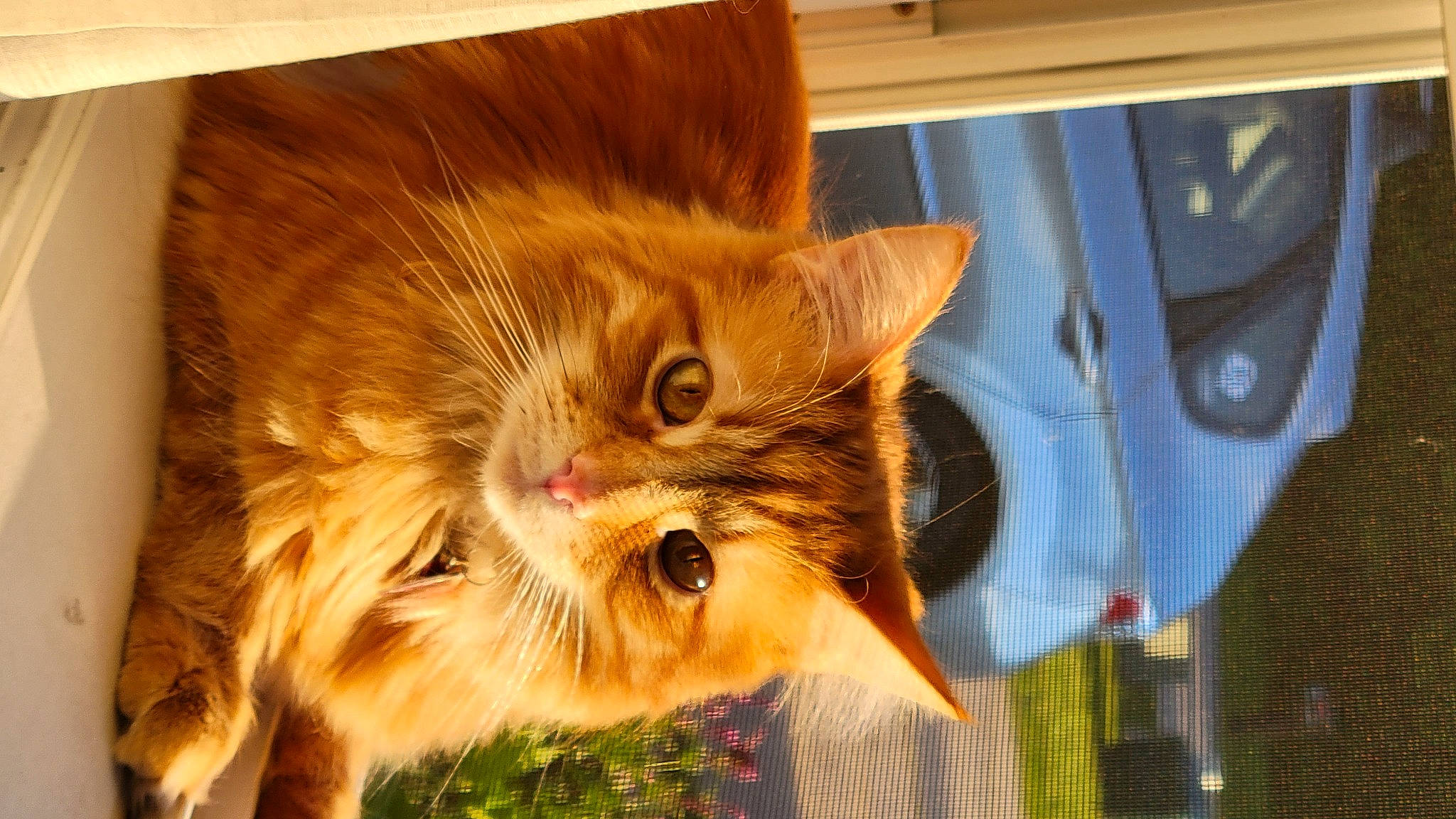 Beerus is registered to the contest to win money with this photo: carnivore, cat, domestic_short_haired_cat, fawn, felidae, fur, grass, hardwood, plant, small_to_medium_sized_cats, snout, tail, whiskers, wood