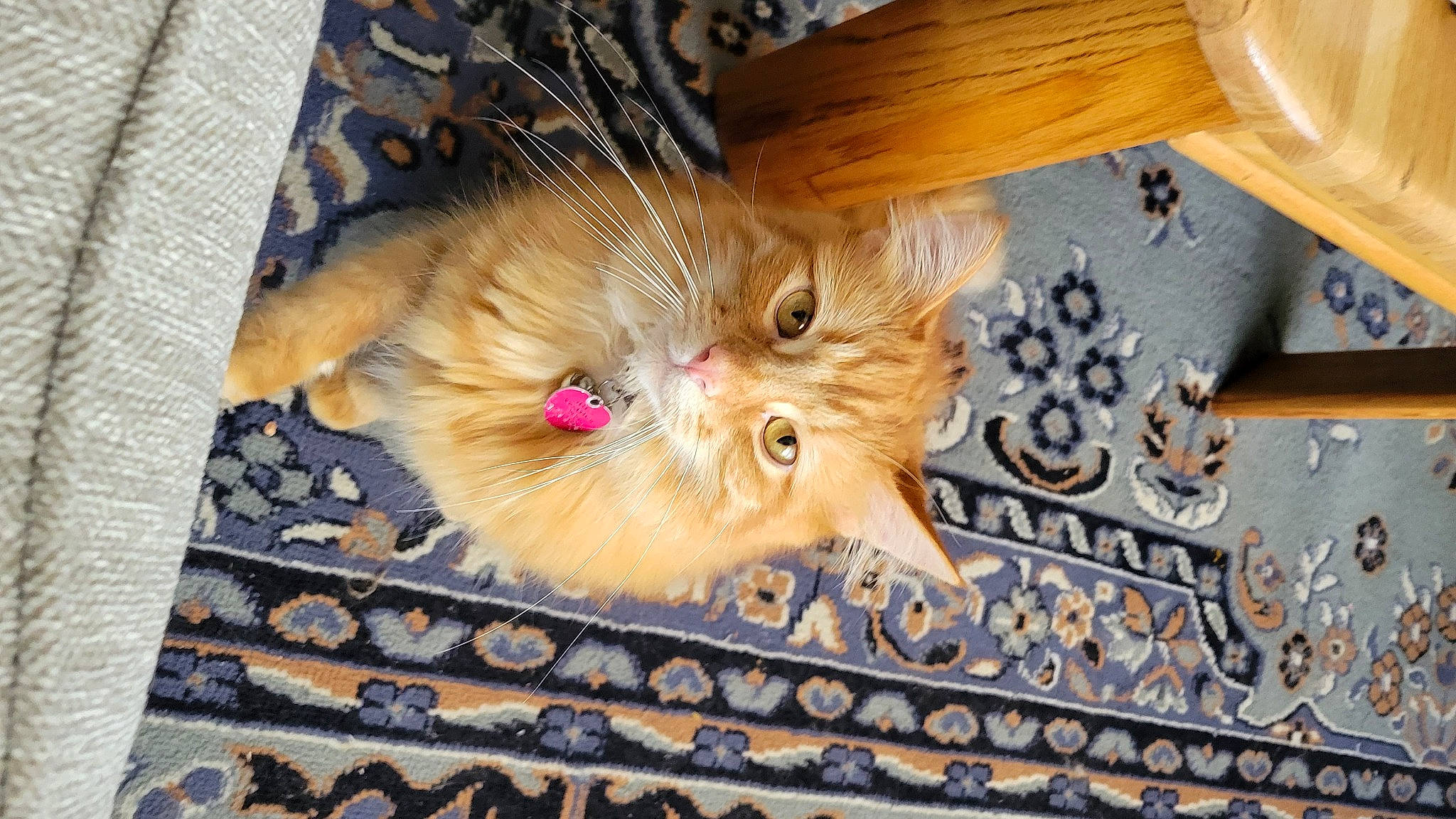 Beerus is registered to the contest to win money with this photo: art, brown, canidae, carnivore, cat, claw, fawn, felidae, floor, flooring, fur, hardwood, pattern, small_to_medium_sized_cats, sporting_group, tail, varnish, whiskers, wood, wood_stain