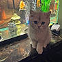 Chonk is registered to the contest to win money with this photo: kitten, cat, fish, goldfish, aquarium, tank, plants, bubbles, marble_surface, pet, indoor, cute, furry, animal, water, glass, reflection, lighting, curious, domestic