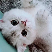 Chonk joined the competition — help win amazing prizes! kitten, cat, white_fur, cute, pet, animal, paw, fur, closeup, indoor, lying_down, playful, young, small, adorable, whiskers, face, eyes, soft, feline