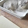 kitten, cat, baking_dish, kitchen, countertop, appliance, blender, gray_fur, domestic_cat, pet, feline, resting, indoor, young_cat, closeup, cute, small_animal, household, relaxed, fur