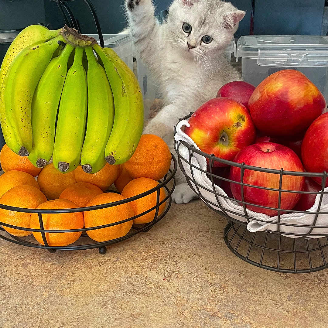 Chonk