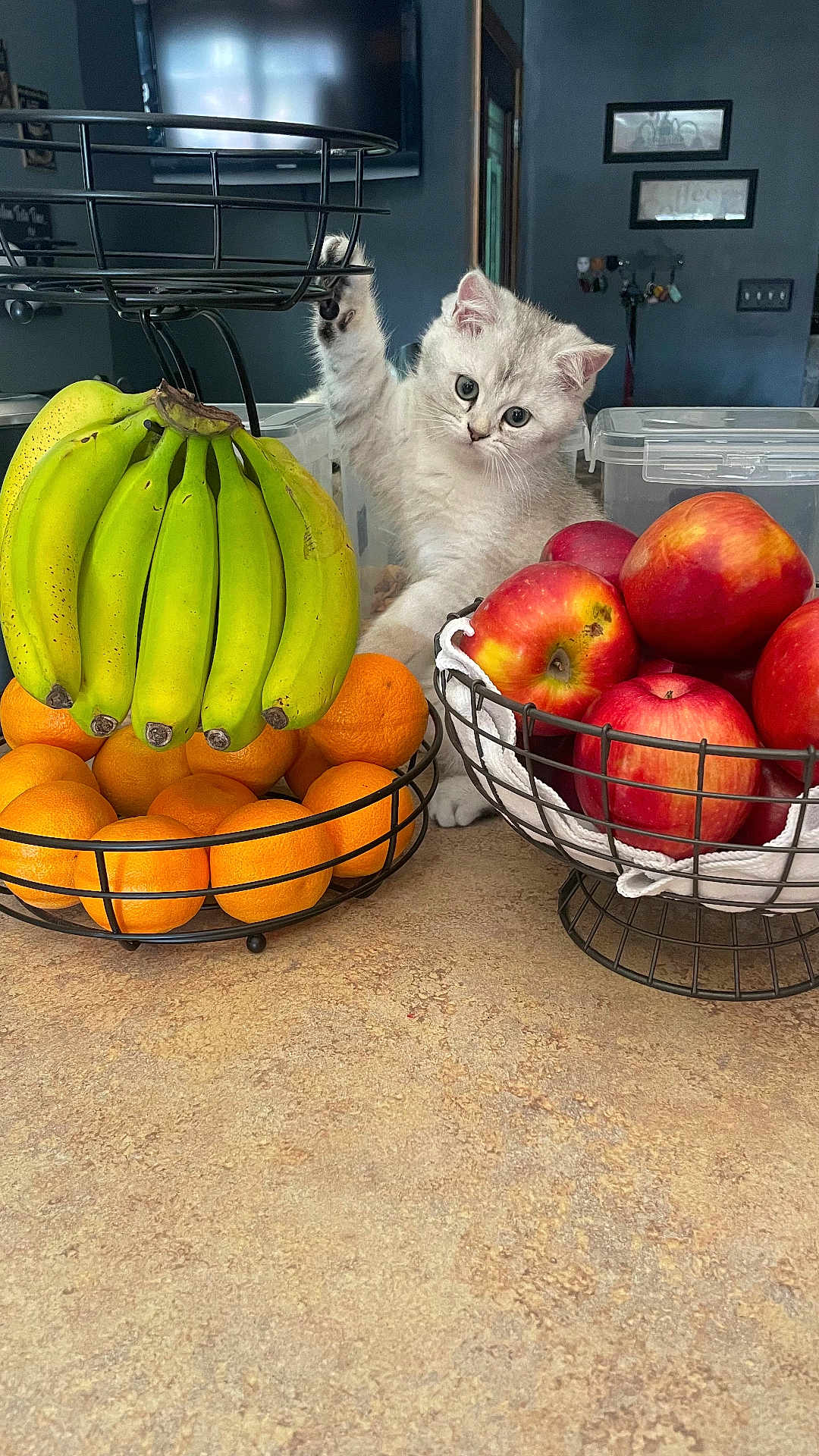 Chonk joined the competition — help win amazing prizes! kitten, cat, fruit, bananas, oranges, apples, fruit_basket, kitchen_countertop, playful, curious, indoor, home, wire_basket, gray_cat, pet, animal, table, colorful, still_life, domestic