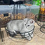 Chonk is registered to the contest to win money with this photo: kitten, cat, gray_cat, fruit_basket, banana, apples, countertop, kitchen, snack_containers, wire_basket, pet, domestic, indoor, table_surface, food_storage, cute, small_animal, resting, feline, household