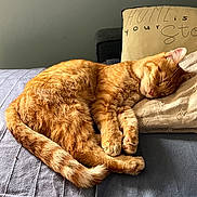 Willow participe au concours pour gagner de l'argent avec cette photo : cat, orange_tabby, sleeping, pillow, blanket, bed, resting, cozy, indoor, pet, feline, fur, tail, whiskers, relaxation, comfort, domestic_animal, cute, nap, home