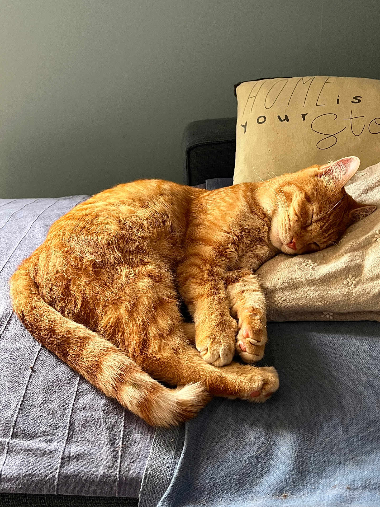 Willow participe au concours pour gagner de l'argent avec cette photo : cat, orange_tabby, sleeping, pillow, blanket, bed, resting, cozy, indoor, pet, feline, fur, tail, whiskers, relaxation, comfort, domestic_animal, cute, nap, home