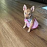 puppy, dog, small_dog, pink_dress, polka_dot, bow, collar, large_ears, sitting, wooden_floor, living_room, indoor, couch, rug, shoes, pet, cute, portrait, fashion, home