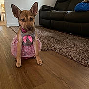 Moka joined the competition — help win amazing prizes! dog, puppy, pet, pink_dress, sparkles, bow, costume, sitting, indoors, living_room, wood_floor, carpet, couch, portrait, ears, brown_fur, collar, cute, looking_at_camera, home