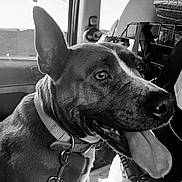 Miss Maiden joined the competition — help win amazing prizes! dog, animal, pet, car, collar, leash, tongue_out, black_and_white, window, seat, happy, canine, closeup, inside, vehicle, ears, muzzle, fur, sitting, domestic_animal
