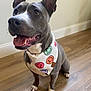 Miss Maiden is registered to the contest to win money with this photo: dog, canine, pet, smiling, bandana, gray_dog, happy, tongue_out, indoor, wooden_floor, ears_up, front_paws, looking_up, short_hair, cute, friendly, domestic_animal, animal, mammal, companion