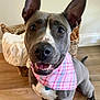 Miss Maiden is registered to the contest to win money with this photo: dog, canine, pet, smiling, bandana, gray, white_markings, ears, floor, wooden_floor, basket, blanket, indoor, happy, closeup, sitting, tongue, collar, domestic_animal, friendly