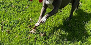 Miss Maiden joined the competition — help win amazing prizes! dog, playing, grass, outdoor, toy, pet, animal, running, greenery, sunlight, happy, canine, daylight, nature, active, cute, fur, ears, tail, playtime