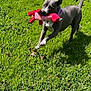 active, animal, canine, cute, daylight, dog, ears, fur, grass, greenery, happy, nature, outdoor, pet, playing, playtime, running, sunlight, tail, toy