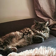 Uny a rejoint le concours — aidez-le/la à gagner de superbes lots ! cat, fluffy, sleeping, sleepy, long_hair, gray_fur, pet, couch, sofa, blanket, curtain, indoor, home, relaxing, nap, cozy, whiskers, paws, lying_down, portrait