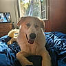 dog, puppy, pet, animal, fluffy, white_fur, brown_patches, sitting, bed, blue_blanket, indoors, bedroom, sunlight, window, backlighting, portrait, close_up, open_mouth, tongue, television
