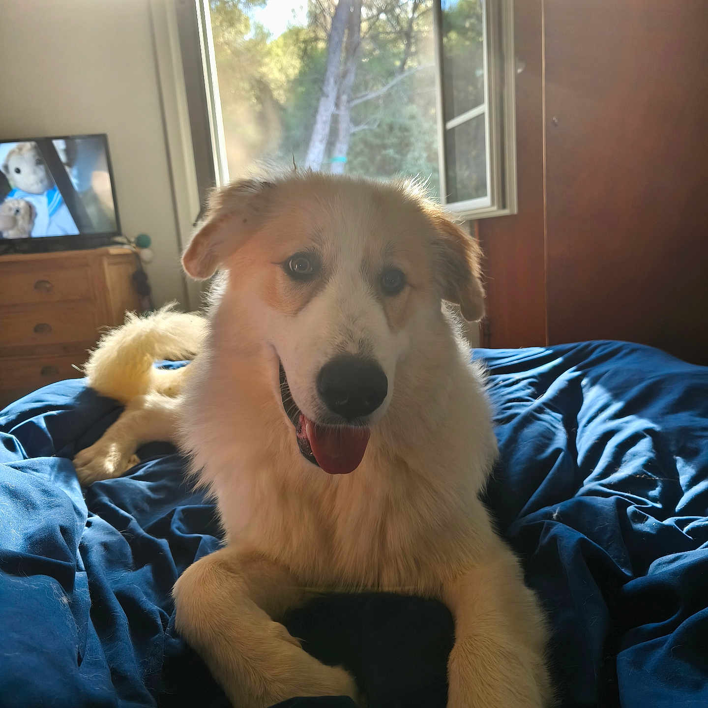 Balto