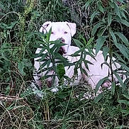 Big Boy is registered to the contest to win money with this photo: dog, white_dog, grass, plants, greenery, outdoor, nature, foliage, camouflage, animal, pet, laying_down, curious, quiet, summer, field, leaf, shrub, wild, environment