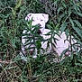 dog, white_dog, grass, plants, greenery, outdoor, nature, foliage, camouflage, animal, pet, laying_down, curious, quiet, summer, field, leaf, shrub, wild, environment