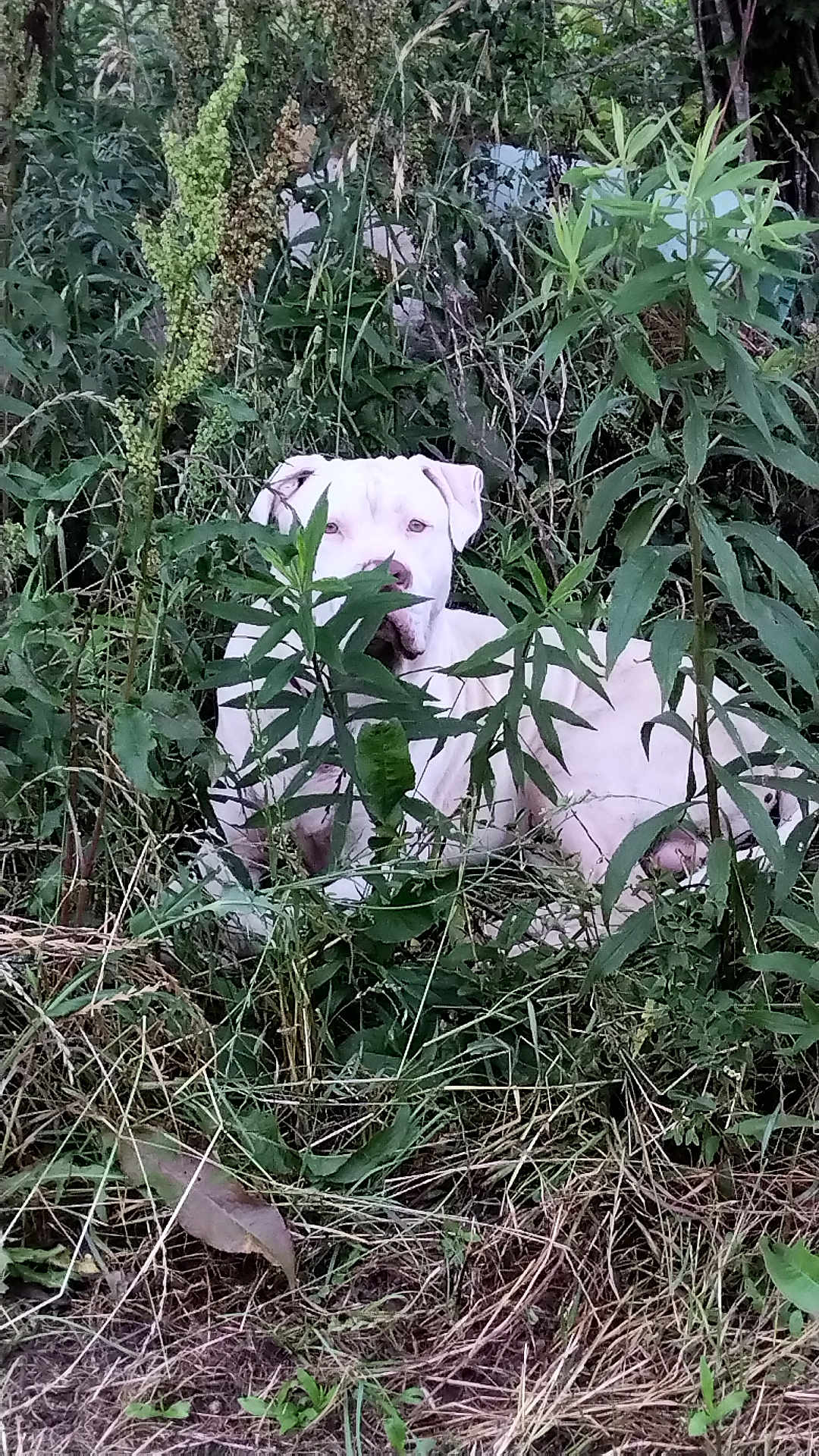 Big Boy
