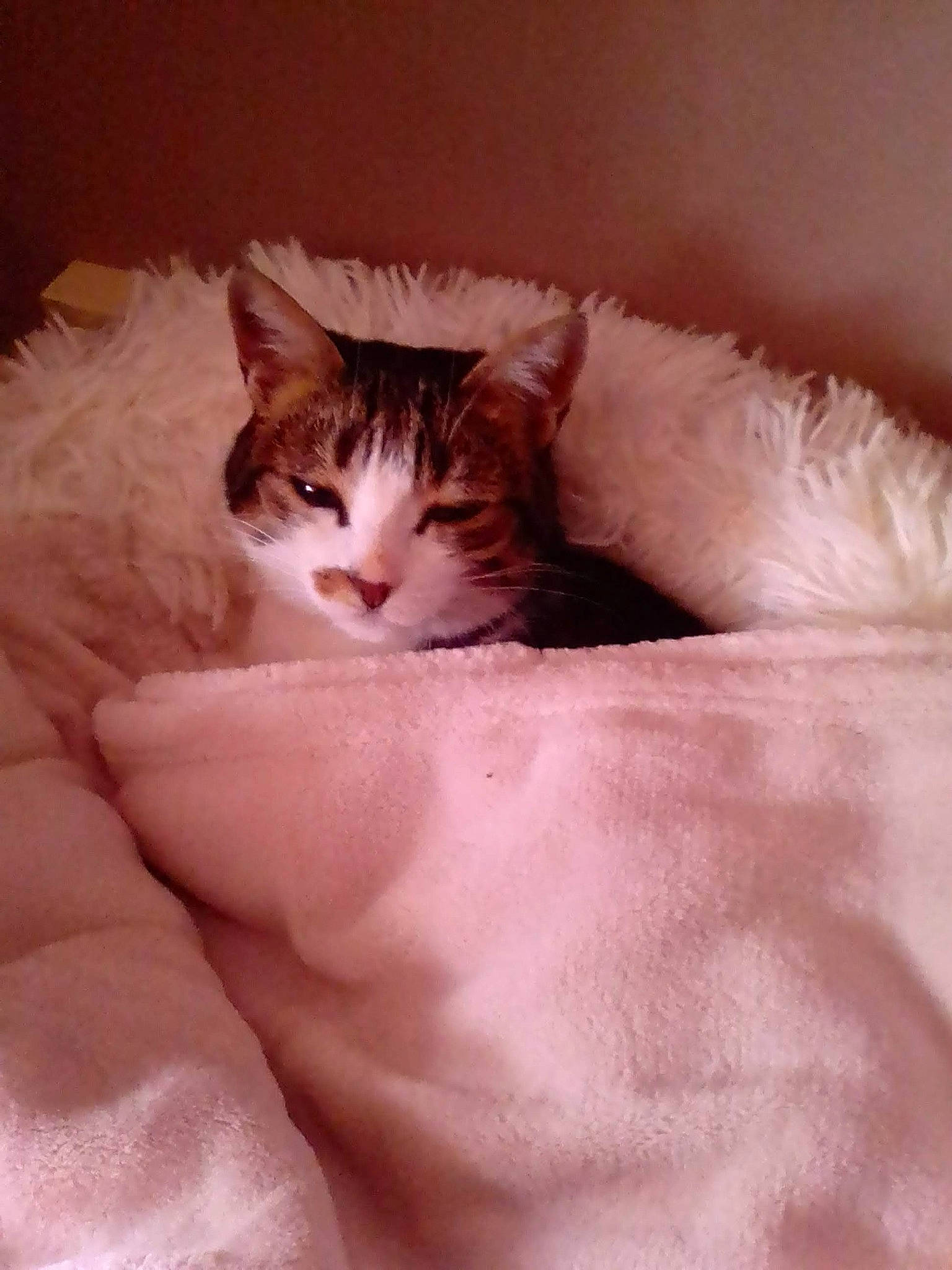 Thais participe au concours pour gagner de l'argent avec cette photo : bed, bed_sheet, bedding, carnivore, cat, comfort, domestic_short_haired_cat, duvet, fawn, felidae, fur, linens, nap, paw, peach, room, small_to_medium_sized_cats, tail, textile, whiskers