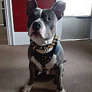 Prince joined the competition — help win amazing prizes! alert, animal, attention, brown_floor, canine, carpet, collar, dog, dog_sitting, domestic, ears_up, furniture, harness, home, house, indoor, pet, portrait, red_wall, window