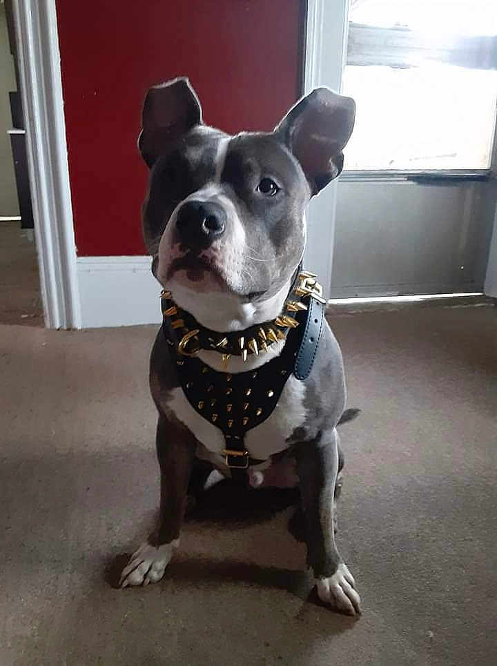 Prince