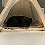 Saya a rejoint le concours — aidez-le/la à gagner de superbes lots ! puppy, dog, sleeping, tent, blanket, indoor, cozy, pet, resting, animal, fabric, soft, cute, small, home, comfort, peaceful, nap, black_dog, bed