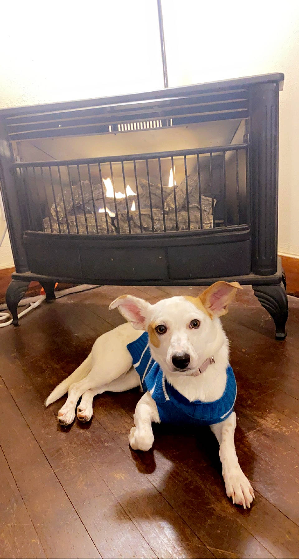 Ana is registered to the contest to win money with this photo: canidae, carnivore, companion_dog, dog, dog_breed, dog_clothes, dog_supply, fawn, floor, flooring, hardwood, laminate_flooring, pet_supply, room, snout, sporting_group, tail, wood, wood_flooring, working_animal