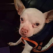 Pinky joined the competition — help win amazing prizes! animal, canine, close_up, companion, cute, dim_lighting, dog, domestic_animal, ears, face, fur, indoor, jacket, looking, orange_trim, pet, portrait, sitting, small_dog, white_dog