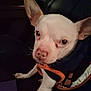 animal, canine, close_up, companion, cute, dim_lighting, dog, domestic_animal, ears, face, fur, indoor, jacket, looking, orange_trim, pet, portrait, sitting, small_dog, white_dog