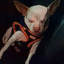 Pinky joined the competition — help win amazing prizes! animal, canine, chihuahua, closeup, comfort, cozy, cute, dog, ears, fur, harness, indoor, paw, pet, relaxed, resting, seat, sleeping, small_dog, white_dog