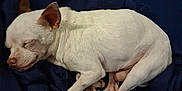 Pinky joined the competition — help win amazing prizes! animal, blanket, companion, cozy, curled_up, cute, dog, ears, fur, indoors, nap, paws, peaceful, pet, quiet, relaxed, resting, sleeping, small_dog, white_dog