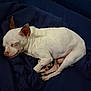 animal, blanket, companion, cozy, curled_up, cute, dog, ears, fur, indoors, nap, paws, peaceful, pet, quiet, relaxed, resting, sleeping, small_dog, white_dog