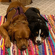 Charlie is registered to the contest to win money with this photo: animal, basket, black_dog, brown_dog, carpet, companion, cozy, cute, dog, domestic, floor, friendship, indoor, pet, relaxing, resting, rug, sleeping, wooden_furniture, woven_rug