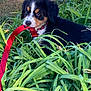 Charlie joined the competition — help win amazing prizes! animal, black, brown, chewing, closeup, collar, cute, dog, fur, grass, greenery, leash, nature, outdoor, pet, playful, puppy, tricolor, white, young