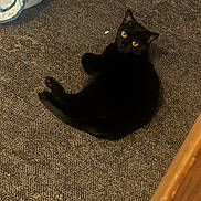 Mocha joined the competition — help win amazing prizes! black_cat, cat, pet, animal, indoor, carpet, yellow_eyes, feline, looking_up, curious, resting, cozy, striped_fabric, floor, domestic_animal, cute, fur, whiskers, relaxed, home