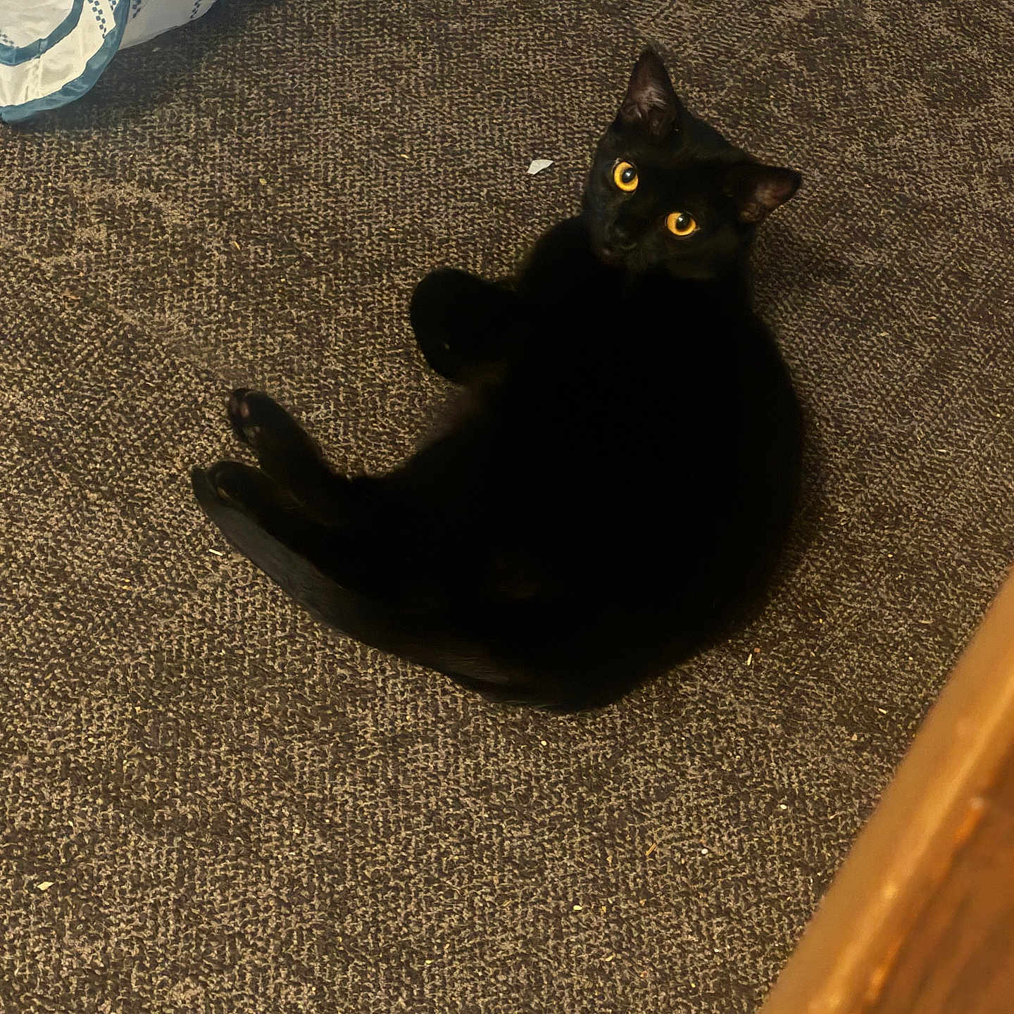 Mocha joined the competition — help win amazing prizes! animal, black_cat, carpet, cat, cozy, curious, cute, domestic_animal, feline, floor, fur, home, indoor, looking_up, pet, relaxed, resting, striped_fabric, whiskers, yellow_eyes