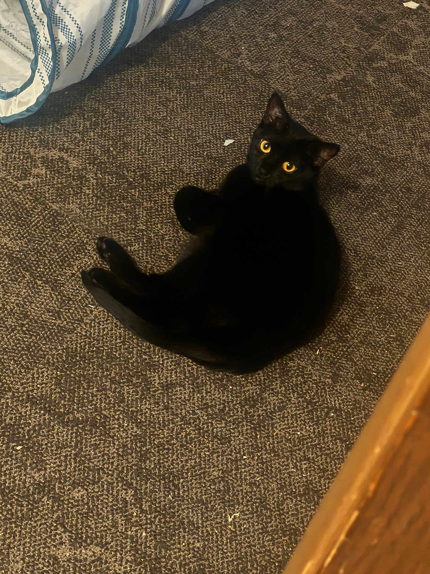 Mocha joined the competition — help win amazing prizes! black_cat, cat, pet, animal, indoor, carpet, yellow_eyes, feline, looking_up, curious, resting, cozy, striped_fabric, floor, domestic_animal, cute, fur, whiskers, relaxed, home