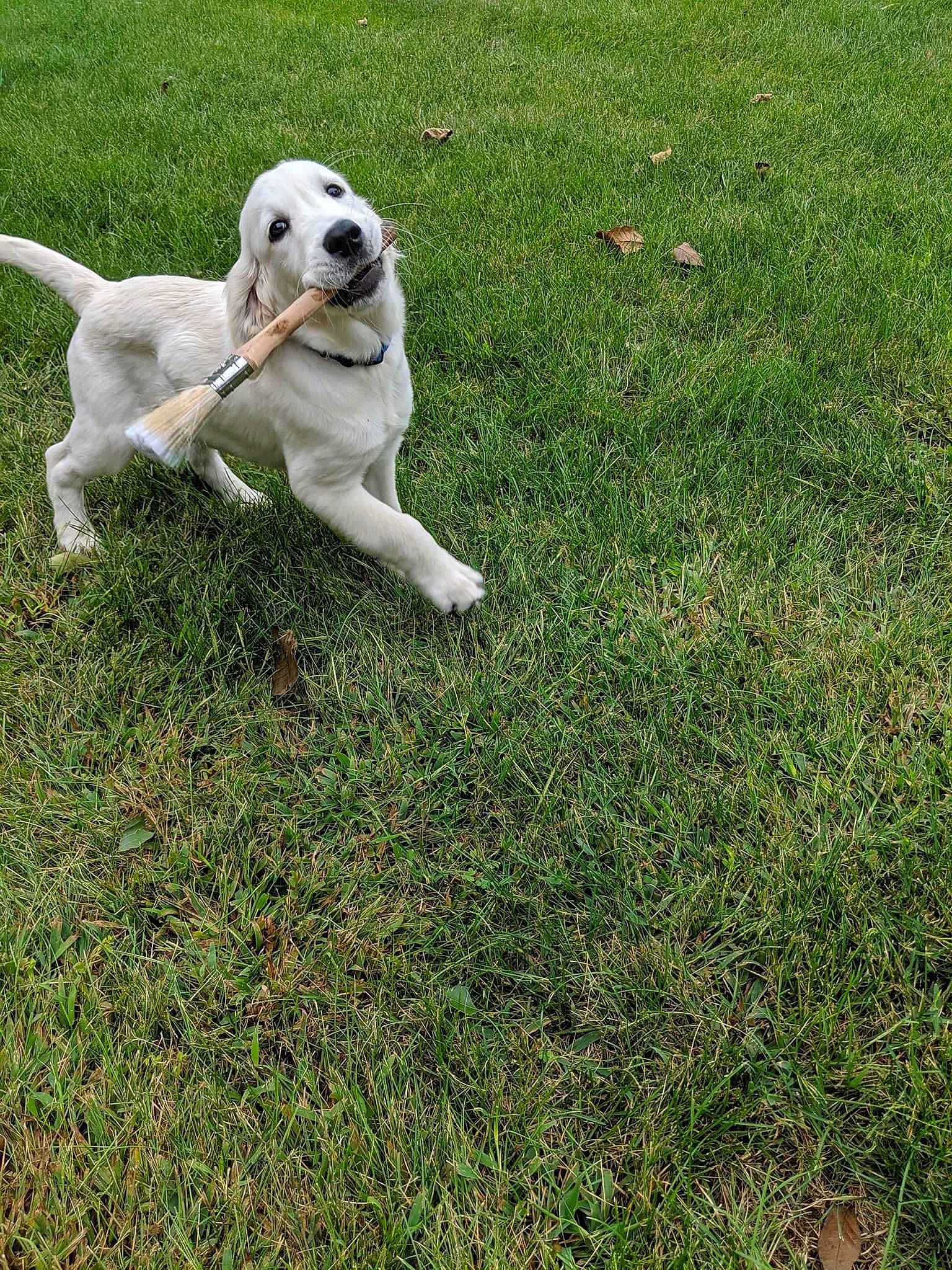 Waylon joined the competition — help win amazing prizes! canidae, carnivore, collar, companion_dog, dog, dog_breed, dog_collar, dog_supply, grass, groundcover, gun_dog, hunting_dog, lawn, pet_supply, retriever, snout, sporting_group, working_animal, working_dog