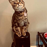 Ella is registered to the contest to win money with this photo: cat, tabby_cat, pet_feeder, collar, tag, food_bowl, floor, wall, curious, indoor, feline, fur, whiskers, ears, tail, looking_up, pet, domestic_animal, wood_floor, sitting
