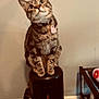cat, collar, curious, domestic_animal, ears, feline, floor, food_bowl, fur, indoor, looking_up, pet, pet_feeder, sitting, tabby_cat, tag, tail, wall, whiskers, wood_floor