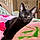 Binx