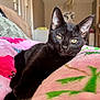 black_cat, cat, pet, animal, indoor, blanket, pink_blanket, feline, relaxed, cozy, resting, close_up, cute, domestic_cat, yellow_eyes, soft_texture, home_interior, furniture, comfort, nap
